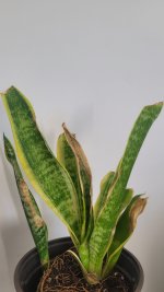 planta_sans_202609_2.jpg
