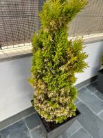 E03266BD-46EC-4FB7-923E-BBB718D311BA.jpeg