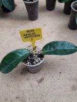 Carnosa Variegata - 5.jpg
