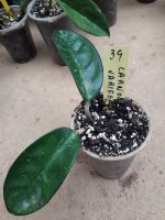 Carnosa Variegata - 39.jpg