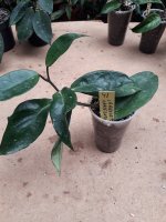Carnosa Variegata - 41.jpg
