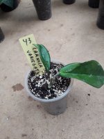 Carnosa Variegata - 43.jpg