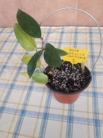 Carnosa Variegata -1.jpg