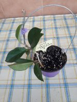 Carnosa Variegata- 9.jpg