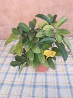 Carnosa Variegata- 11.jpg