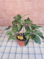 Carnosa Variegata- 14.jpg