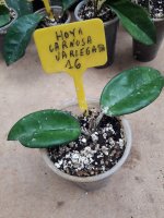 Carnosa Variegata- 16.jpg