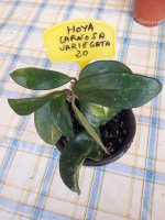 Carnosa Variegata- 20.jpg