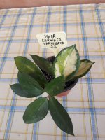 Carnosa Variegata- 22.jpg
