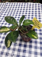 Carnosa Variegata- 25.jpg