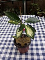 Carnosa Variegata- 26.jpg