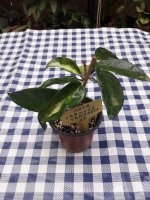 Carnosa Variegata- 27.jpg