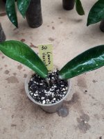 Carnosa variegata- 30.jpg