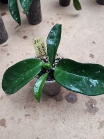 Carnosa Variegata- 32.jpg