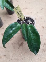 Carnosa Variegata- 34.jpg
