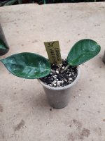 Carnosa Variegata- 35.jpg