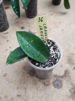 Carnosa Variegata- 36.jpg