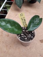 Carnosa Variegata- 37.jpg