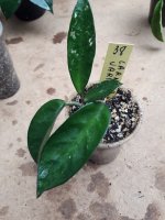 Carnosa Variegata- 38.jpg