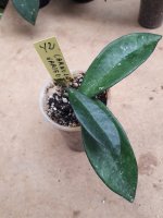 Carnosa Variegata- 42.jpg