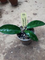 Carnosa Variegata- 44.jpg