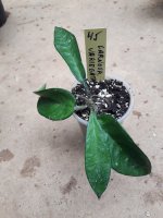 Carnosa Variegata- 45.jpg