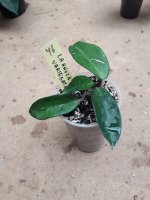 Carnosa Variegata- 46.jpg