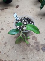 Carnosa Variegata-.jpg