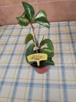 Carnosa Variegata-19.jpg