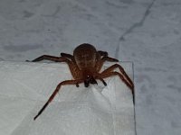 araña bicharraco.jpg