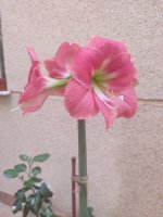 IMG_20230502_124859b.jpg