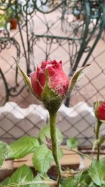 IMG_20230508_113959_663.jpg