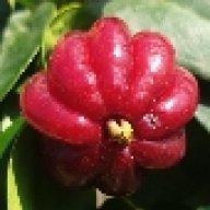 raulsu