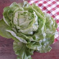 Paquito Lechuga
