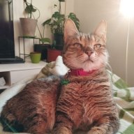 Amparo