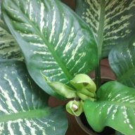 plantis