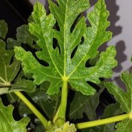 Flouserve