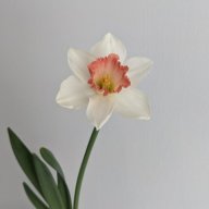 Nadiiia