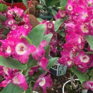 meryflower