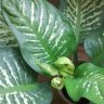 plantis