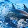 Delfineo