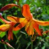Crocosmia