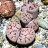Carlithops