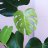 plantasydeco