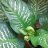 plantis