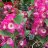 meryflower