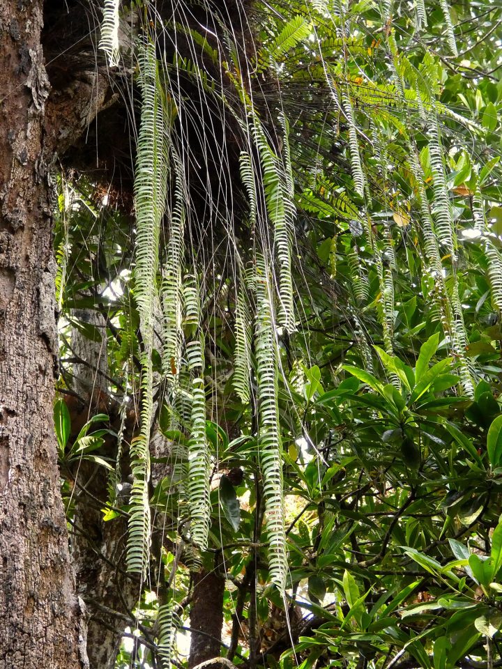 Nephrolepis acutifolia