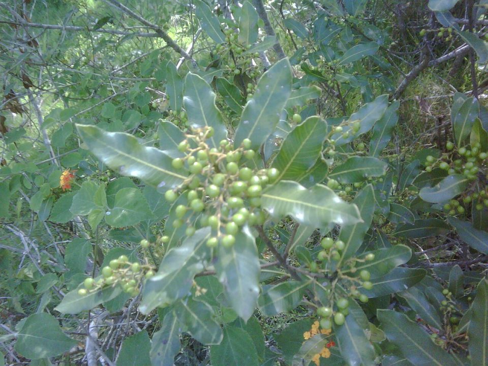 Lithraea brasiliensis