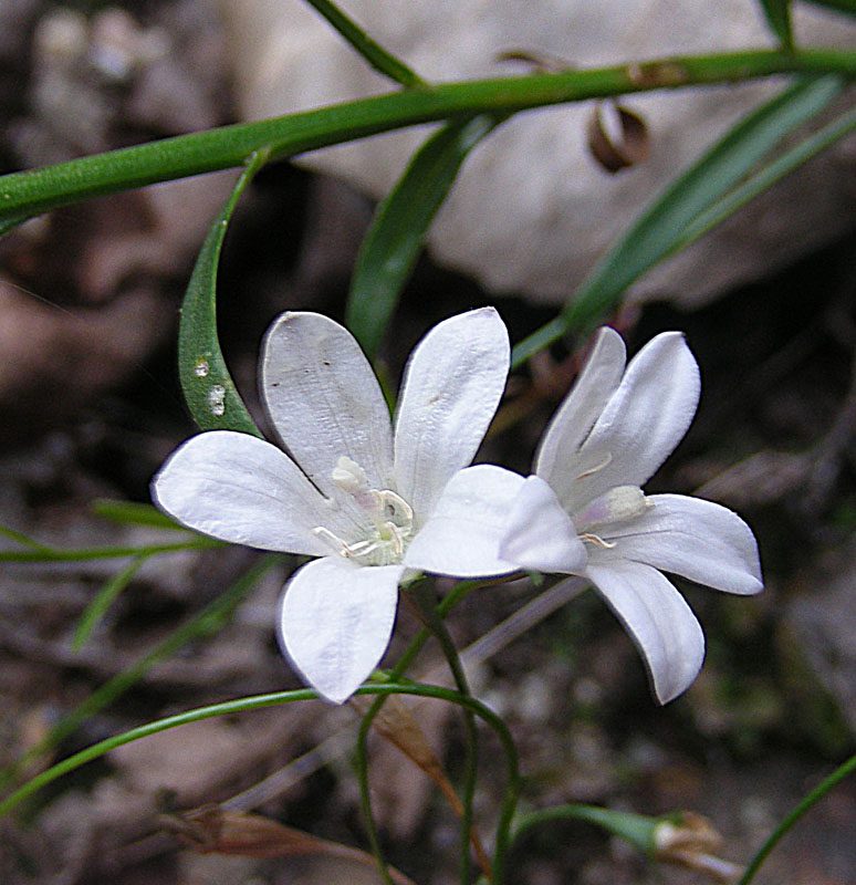 Wahlenbergia linarioides