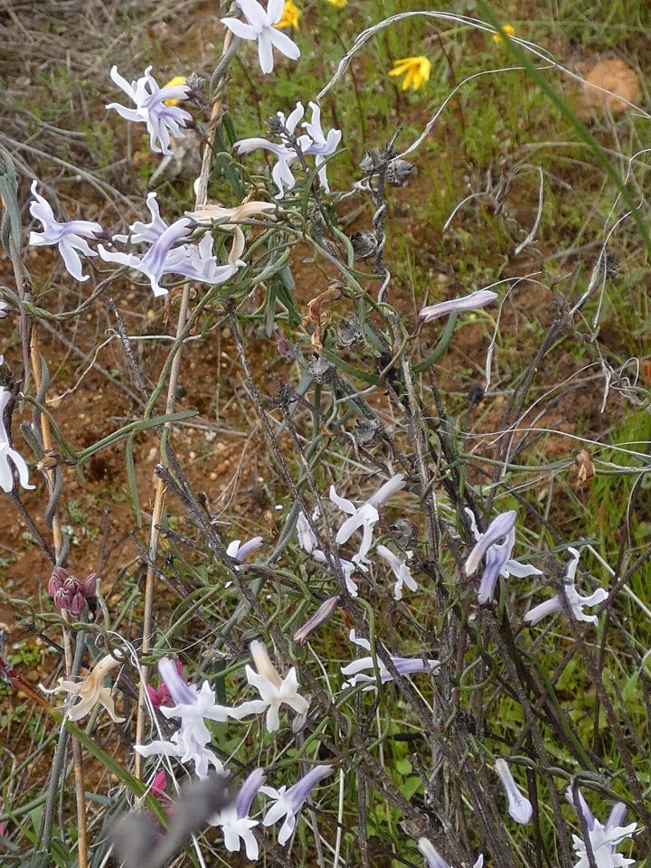 Cyphia volubilis